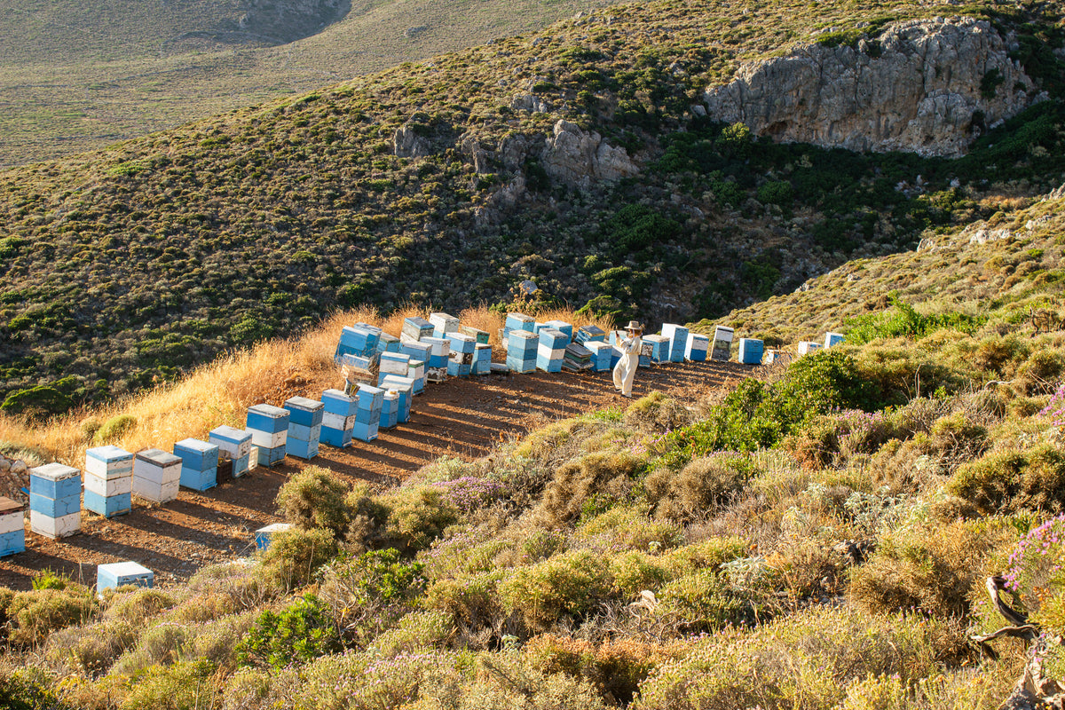 Rows of light blue and white beehives arranged on a thyme-covered hillside in Kythira.