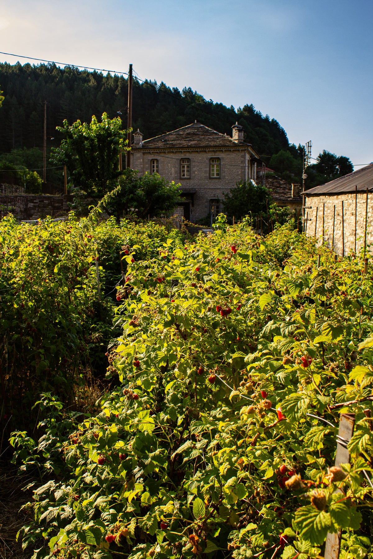 Rows of berry plants in a lush garden growing beside a stone house in Zagori.