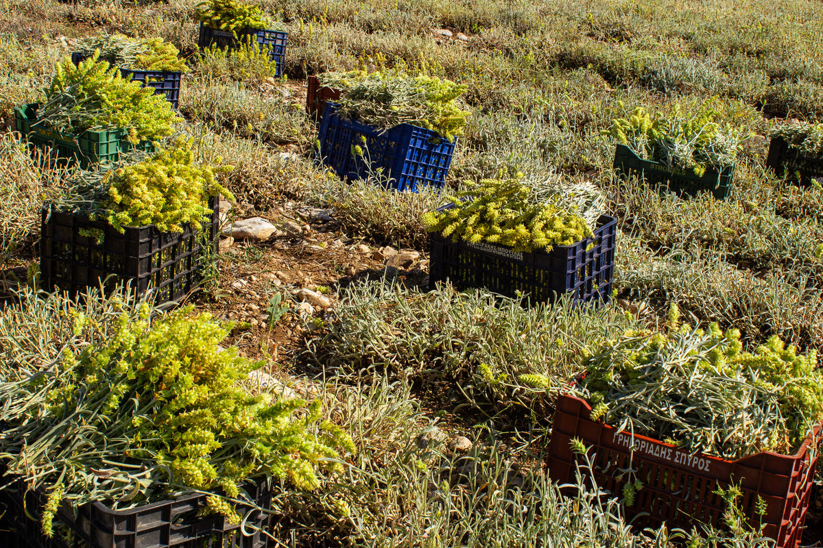 Freshly harvested mountain tea collected in plastic blue and red crates on Mount Olympus.