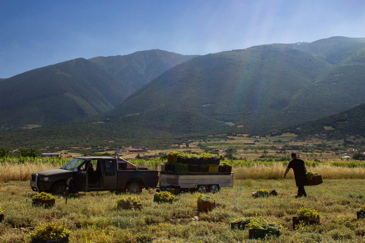 A rural outdoor scene with a pickup truck and a small trailer loaded with cut green mountain tea. Producer carrying a red crate of freshly harvested mountain tea beside the trailer at Mount Olympus.