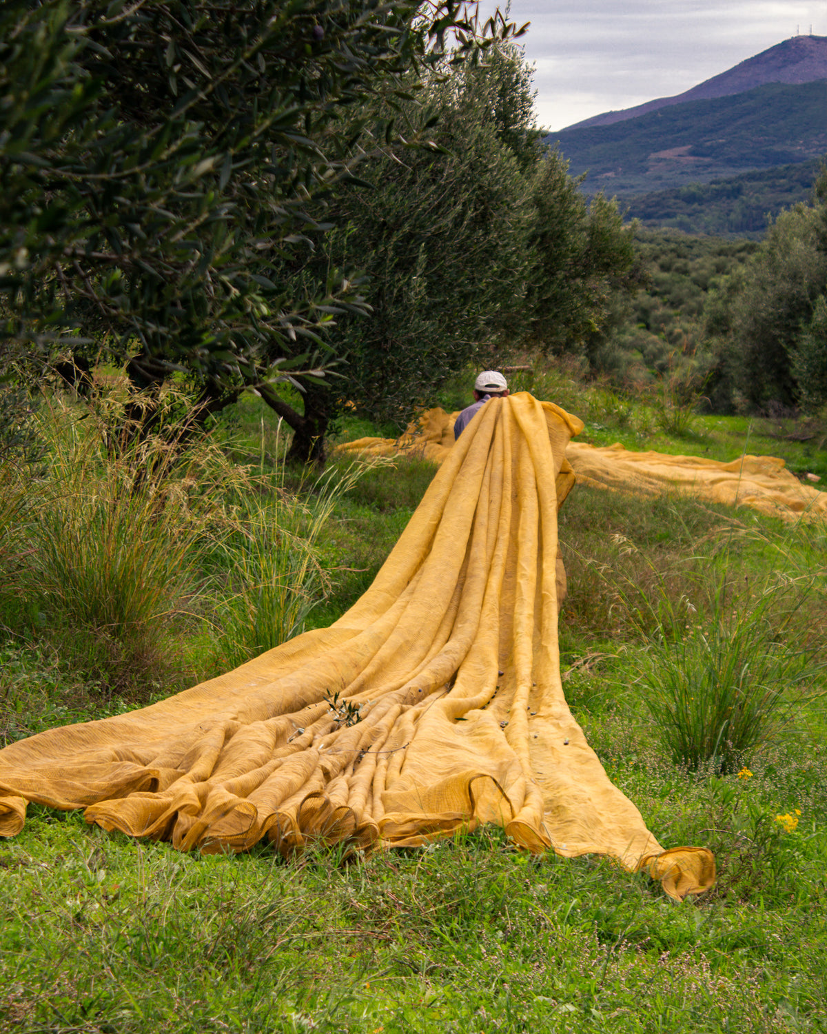 Producer spreading a large golden-yellow  olive harvesting net through an olive grove in Messinia.